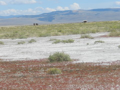 Salicornia rubra