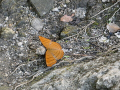 Pseudergolis wedah