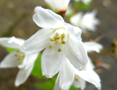 Deutzia gracilis