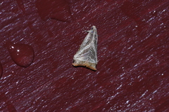 Dactylioglypha tonica