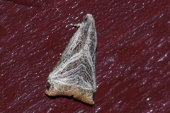 Dactylioglypha tonica