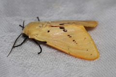 Spilarctia seriatopunctata
