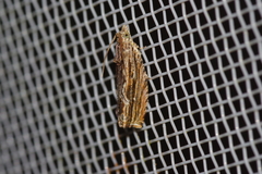 Phaecadophora fimbriata