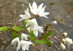Deutzia gracilis
