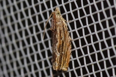 Phaecadophora fimbriata