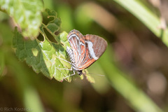 Erateina siliquata