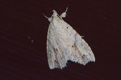 Olulis puncticinctalis