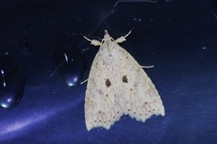 Olulis puncticinctalis