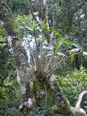 Dendrobium gracilicaule