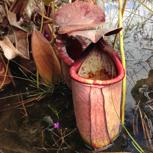 Nepenthes rowaniae F.M.Bailey 3