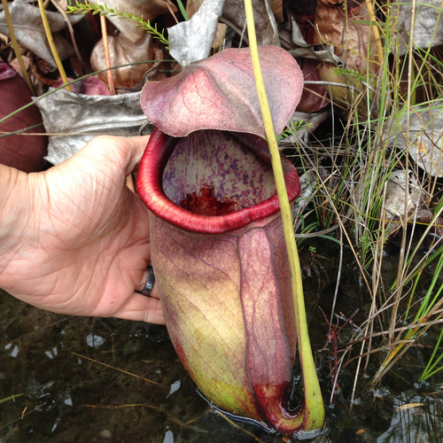 Nepenthes rowaniae F.M.Bailey 2