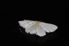 Idaea neovalida