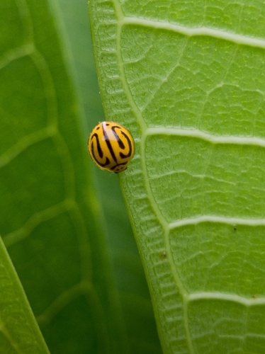 Anegleis cardoni