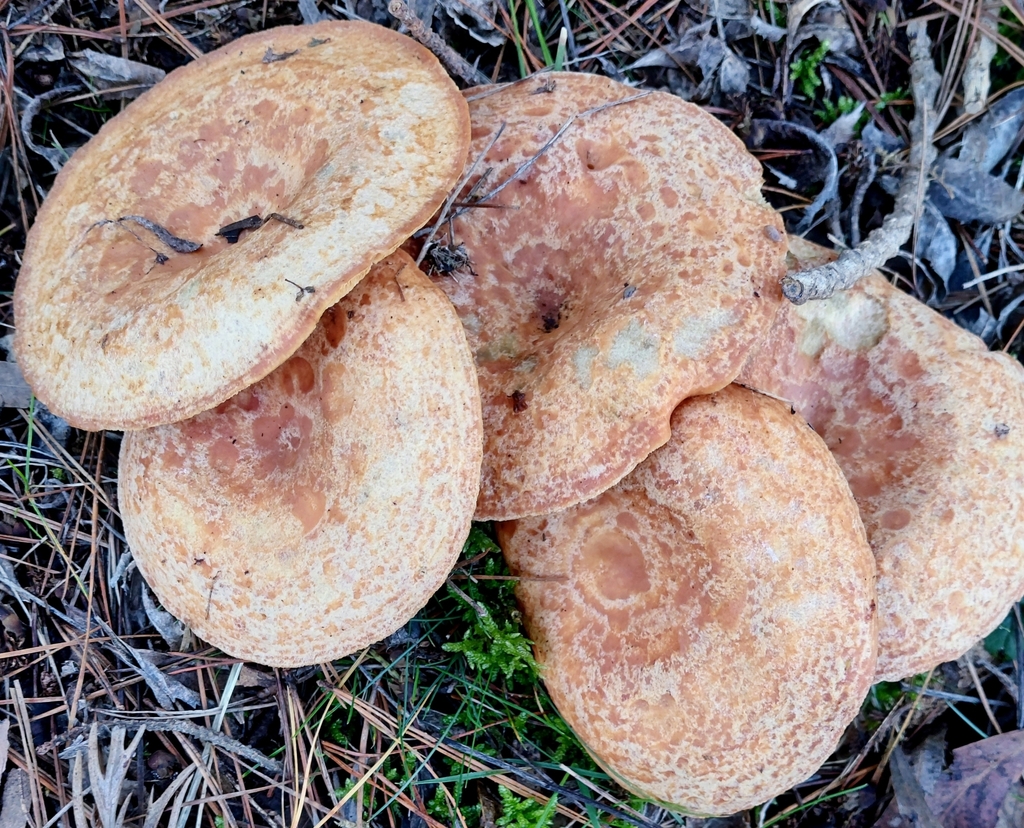 Lactarius deliciosus · August 2025 · photo: © jenboyd (iNaturalist, cc0)