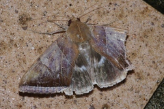 Artena dotata