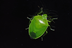Glaucias subpunctatus