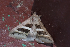 Grammodes geometrica
