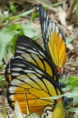 Prioneris clemanthe
