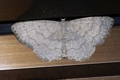 Scopula plumbearia