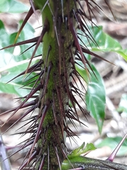 Solanum atropurpureum