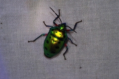 Calliphara excellens