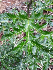 Solanum atropurpureum