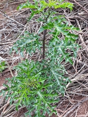 Solanum atropurpureum