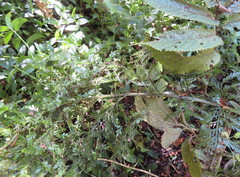 Asplenium × lucrosum