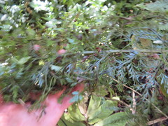 Asplenium × lucrosum