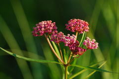Asclepias incarnata incarnata