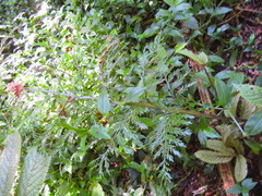 Asplenium × lucrosum