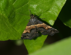 Bertula abjudicalis