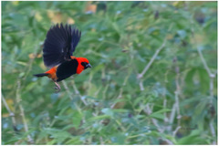 Euplectes hordeaceus