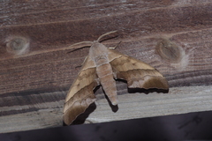 Polyptychus chinensis