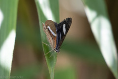 Erateina siliquata