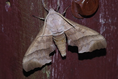 Polyptychus chinensis
