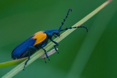 Desmocerus palliatus