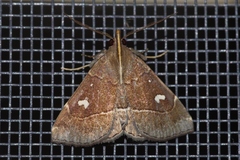Cidariplura gladiata