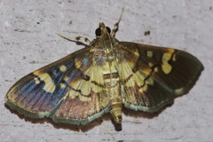 Uresiphita quinquigera