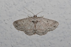 Bryoptera