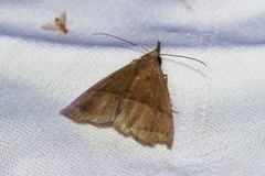 Hypena furva