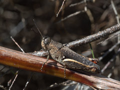 Cirphula pyrrhocnemis