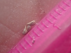 Cryptantha intermedia intermedia