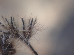 Cryptantha intermedia intermedia