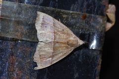 Hypena furva
