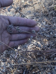 Cryptantha intermedia intermedia