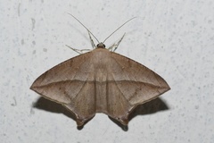 Prochoerodes marciana