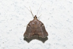 Tamyra inclyta