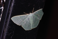 Pelagodes proquadraria