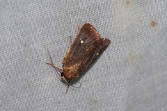 Athetis lineosella